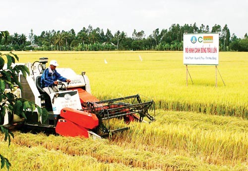 Rice harvest in a large-scale paddy field in the Mekong Delta (Photo: SGGP)